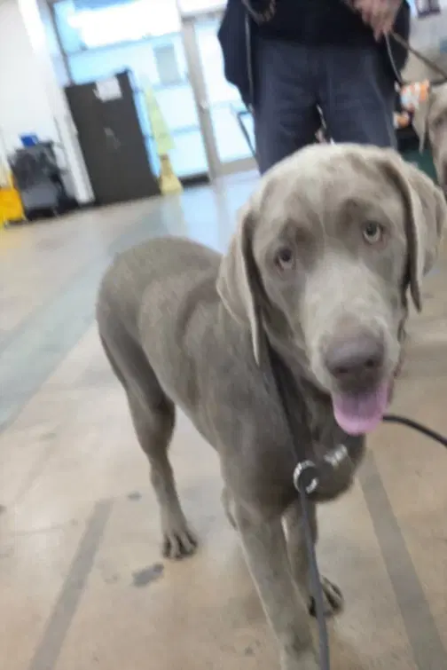 Deniro - Weimaraner