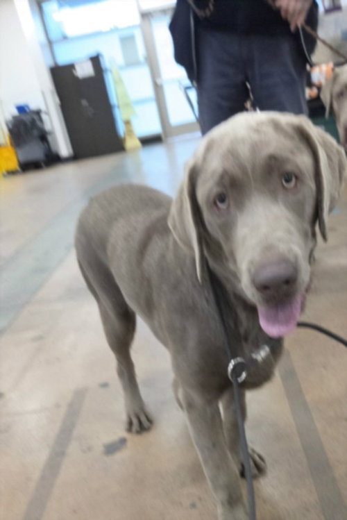 Deniro, Weimaraner (medium coat)