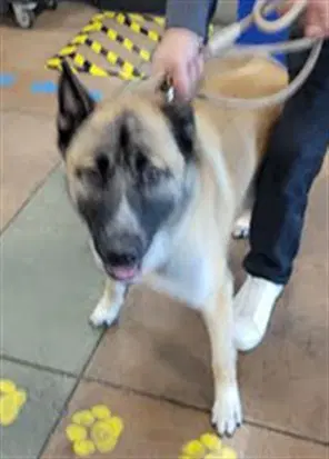 Chief - German Shepherd Dog
