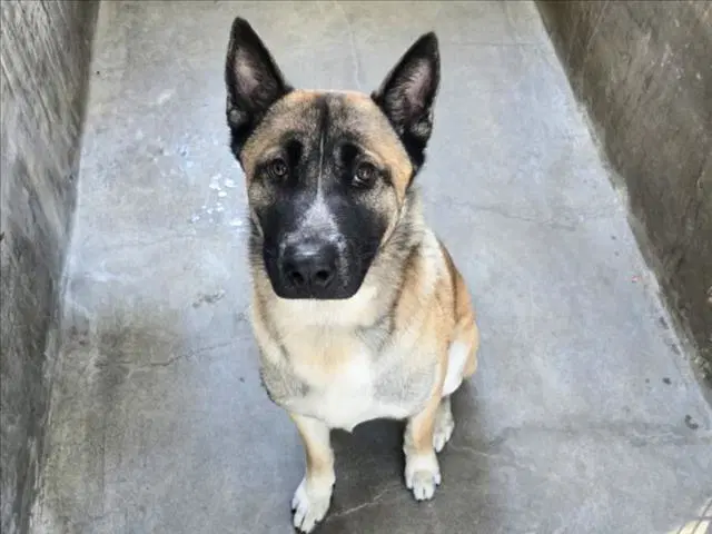 Chief - German Shepherd Dog