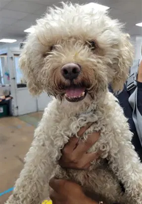 Fluffy - Poodle (Miniature)