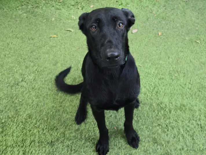 Elora - Labrador Retriever