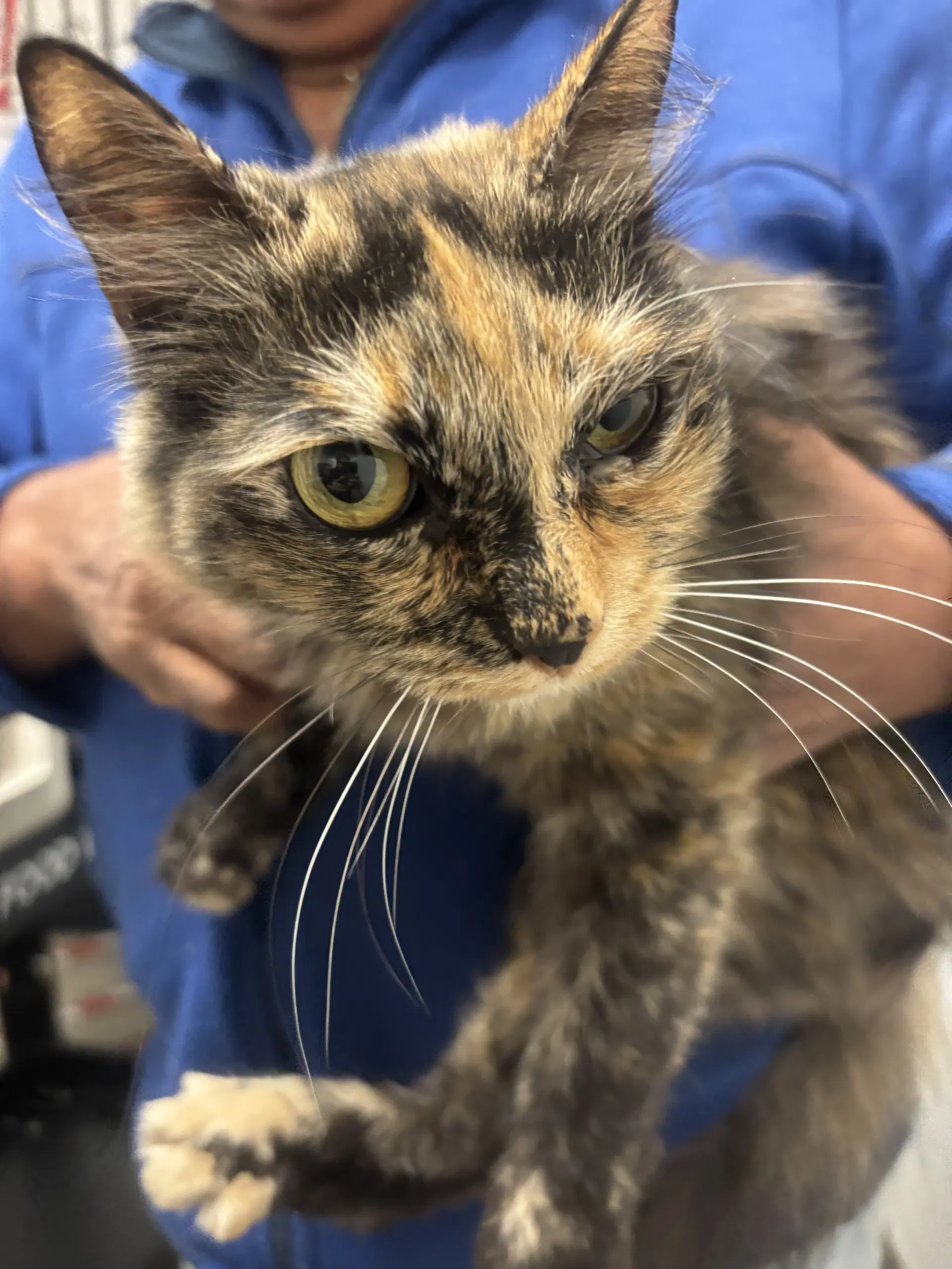Coco - Domestic Short Hair