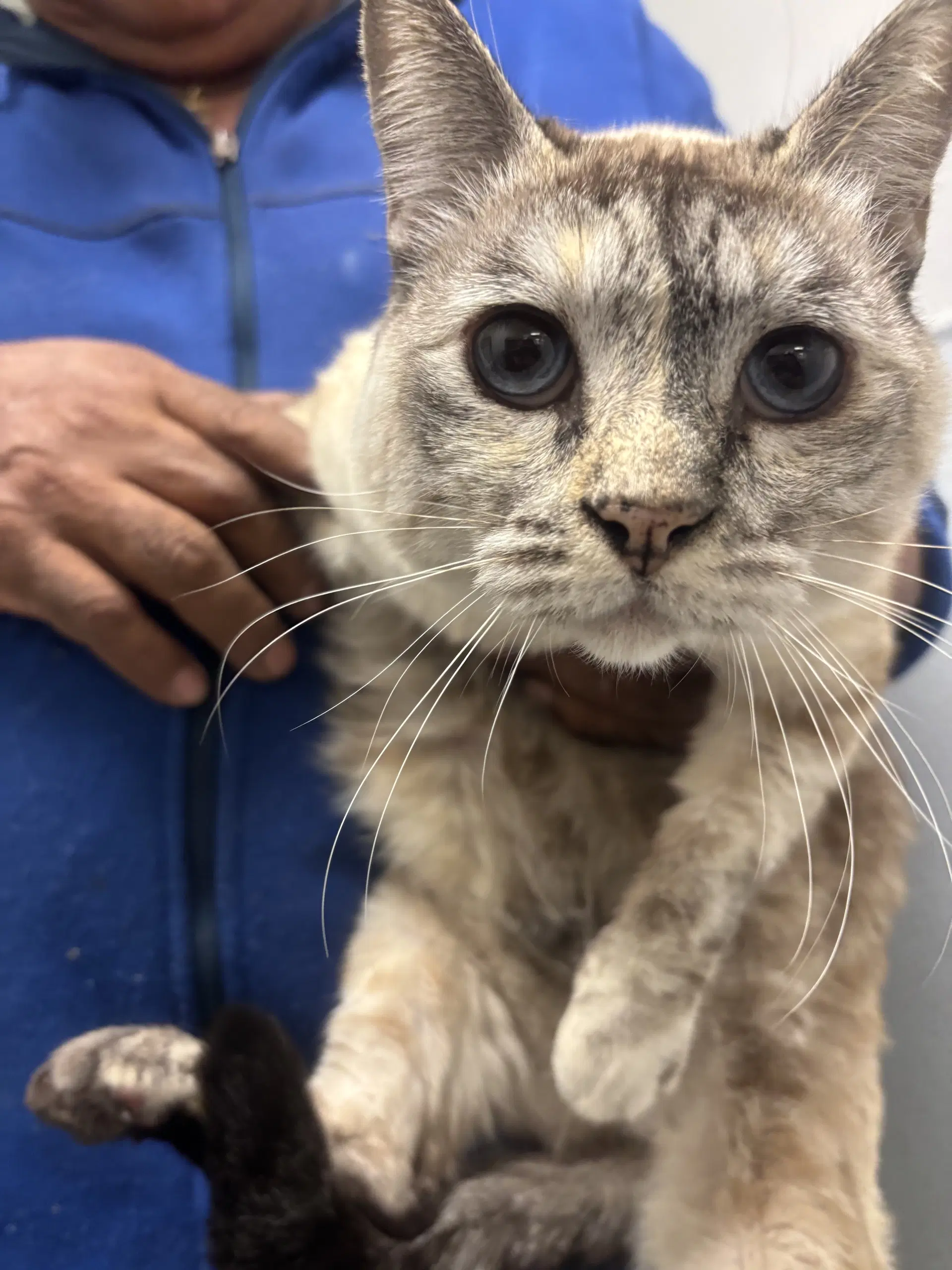 Maria - Domestic Short Hair