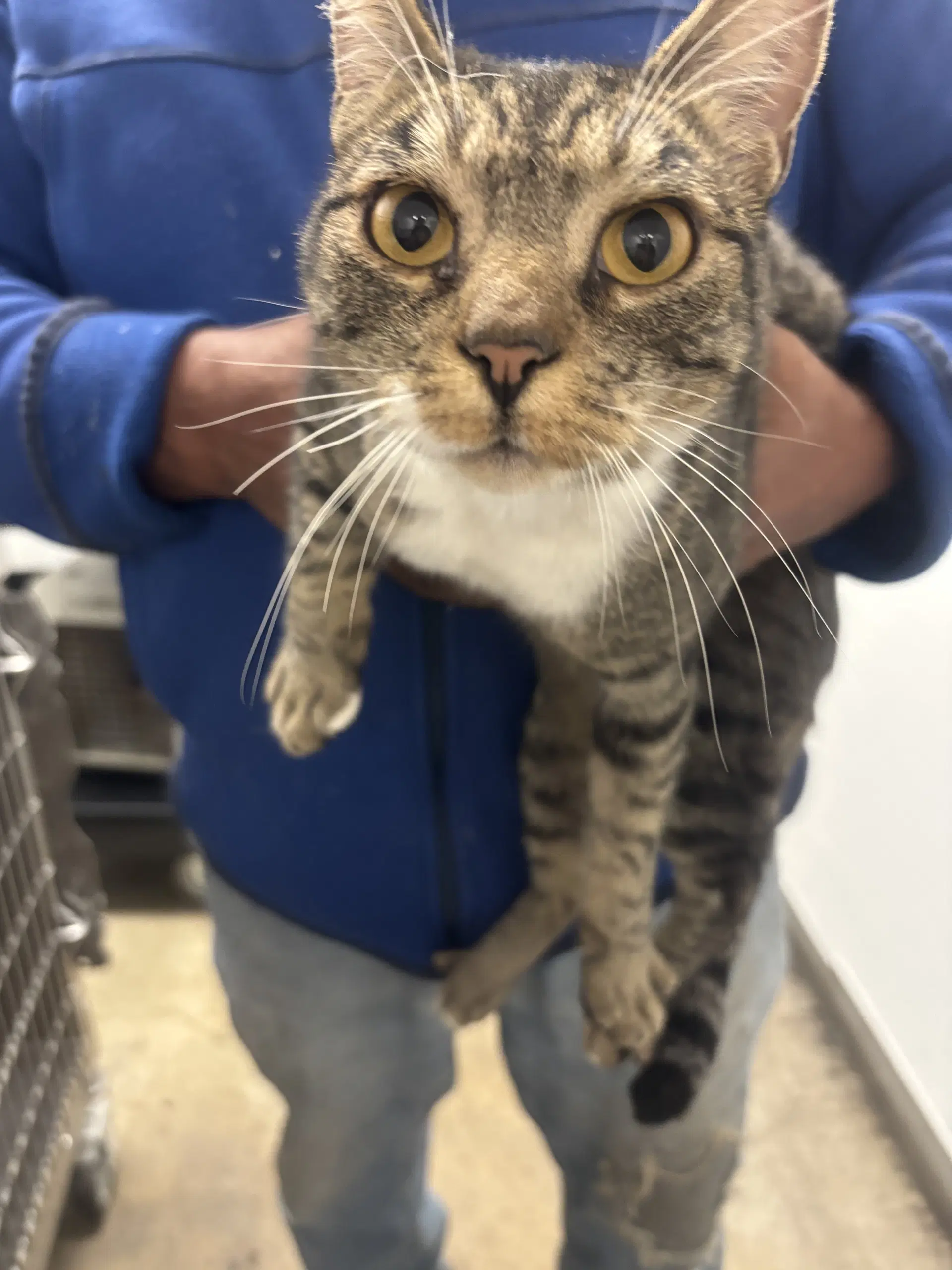 Tiny - Domestic Short Hair