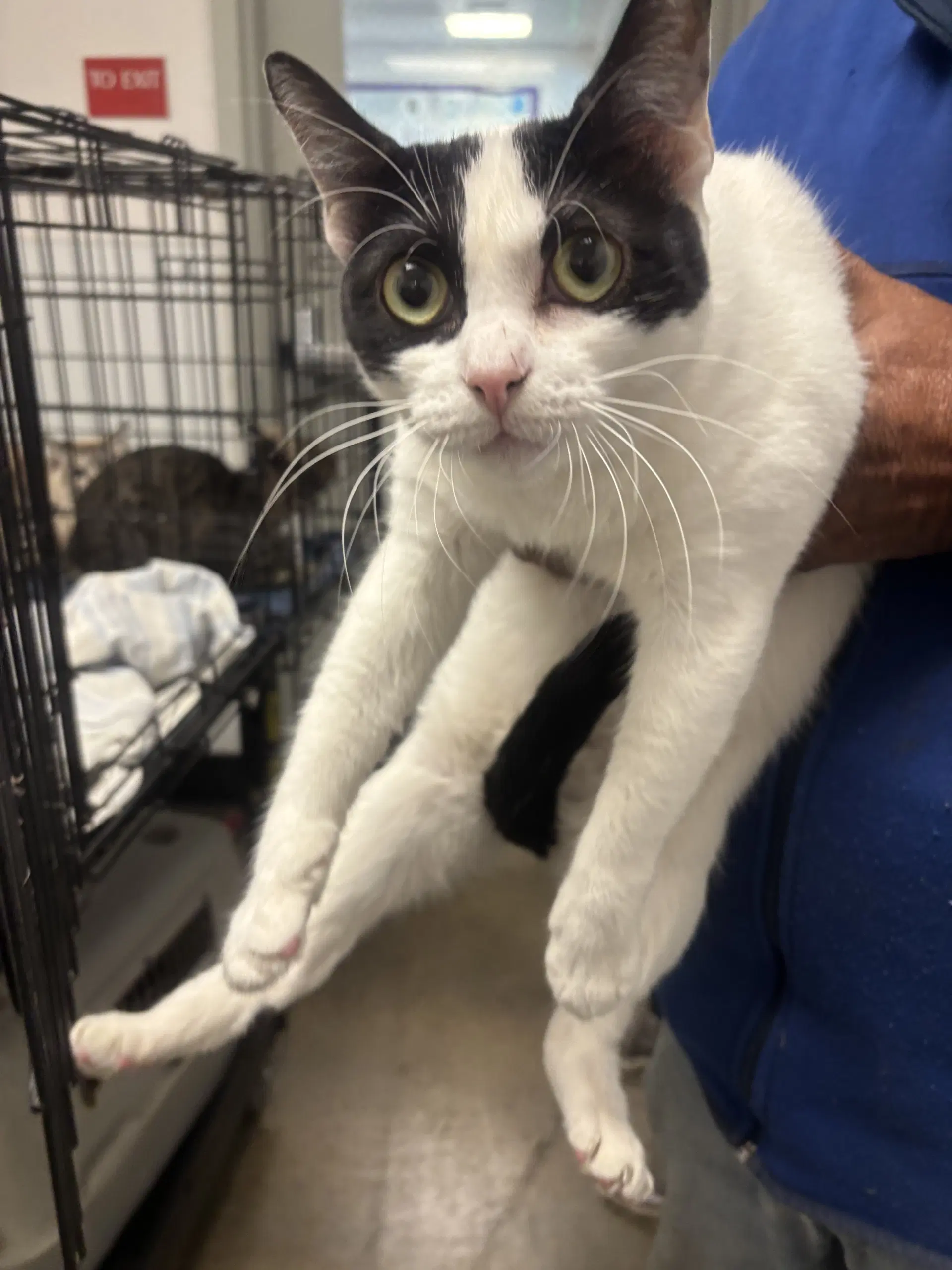 Panda - Domestic Short Hair