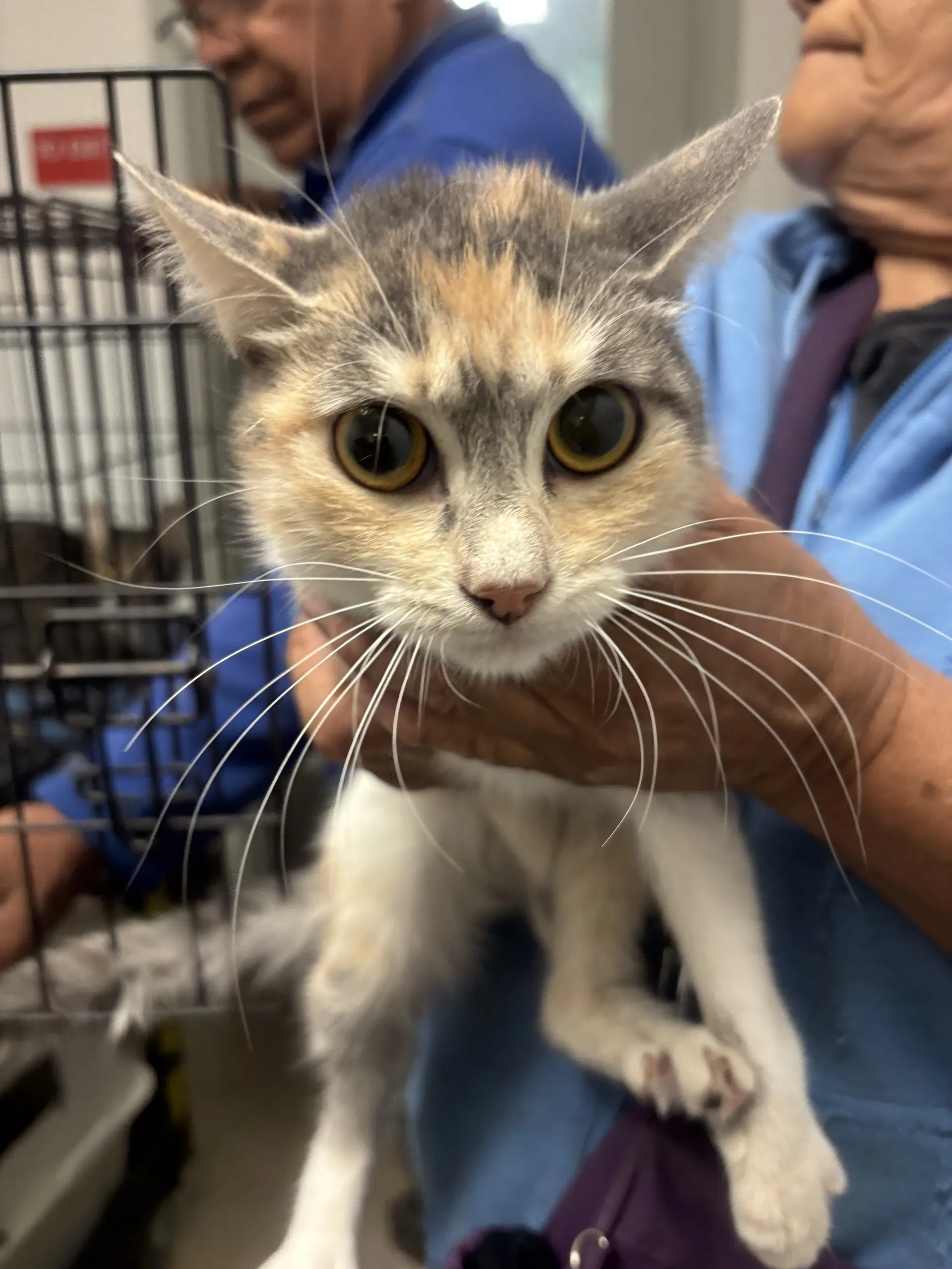 Xochilt - Domestic Short Hair