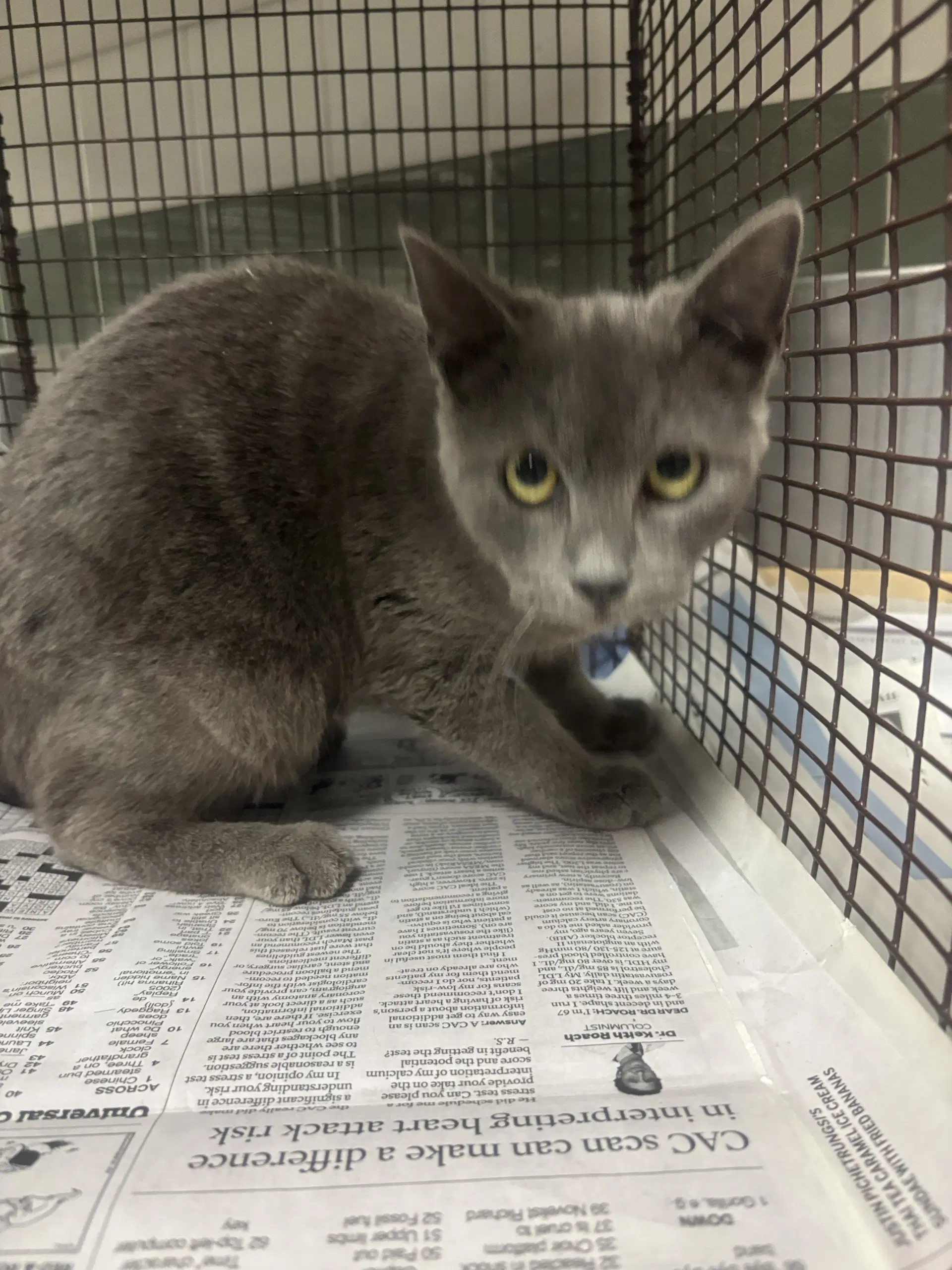 Nickel - Chartreux