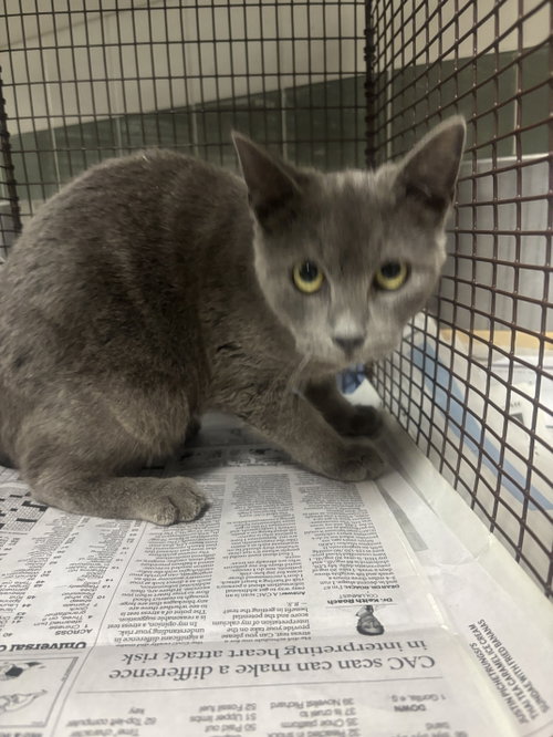 Nickel, Chartreux (medium coat)