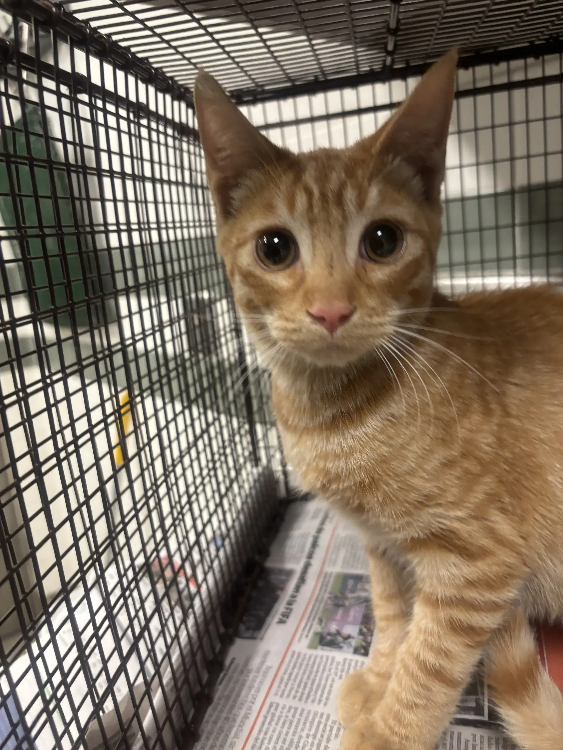Crush - Domestic Short Hair