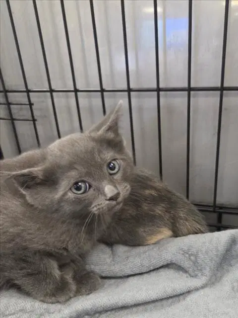 Viggo - Domestic Medium Hair