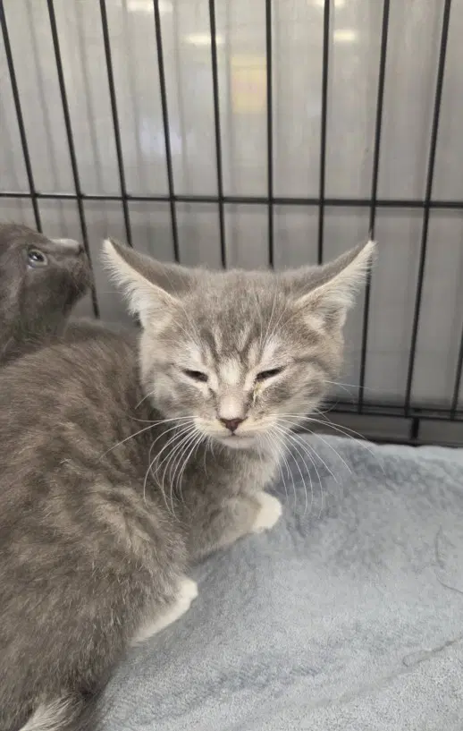Clove - Domestic Medium Hair