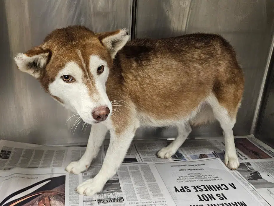 Hilda - Siberian Husky