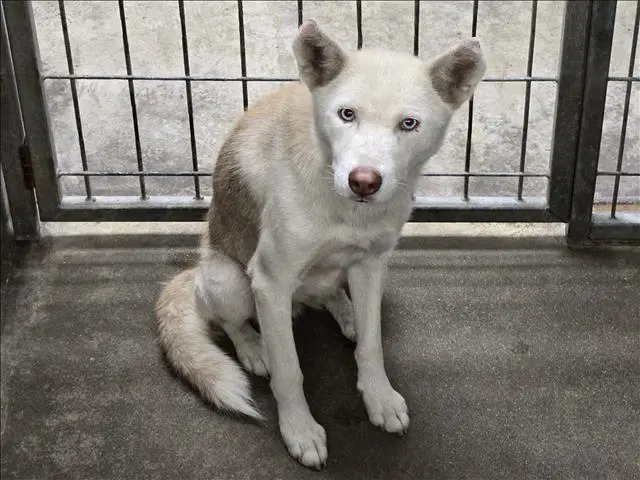 Matilda - Siberian Husky