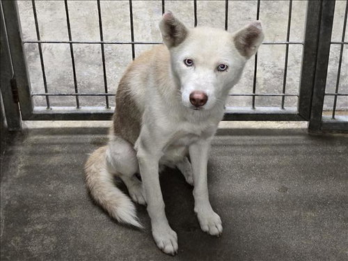 Matilda, Siberian Husky (medium coat)