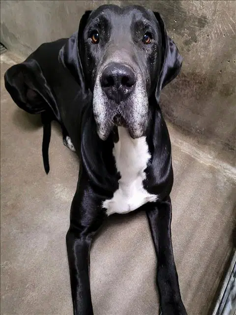 Hercules - Great Dane