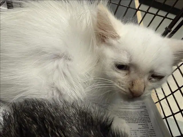 Unknown - Domestic Medium Hair