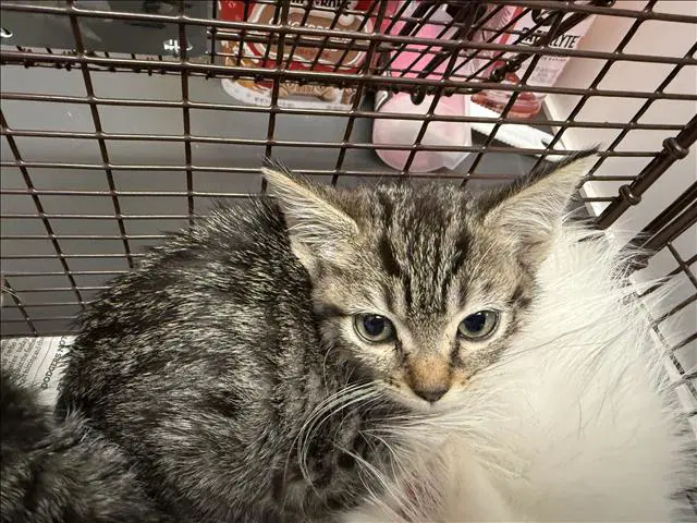 Unknown - Domestic Short Hair