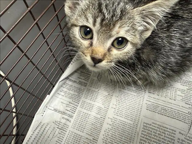 Unknown - Domestic Short Hair