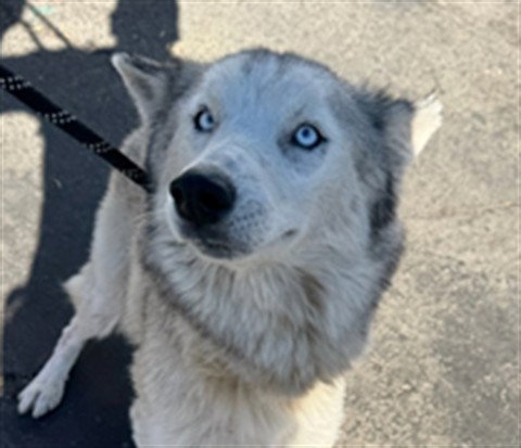 Koda, Husky (medium coat)
