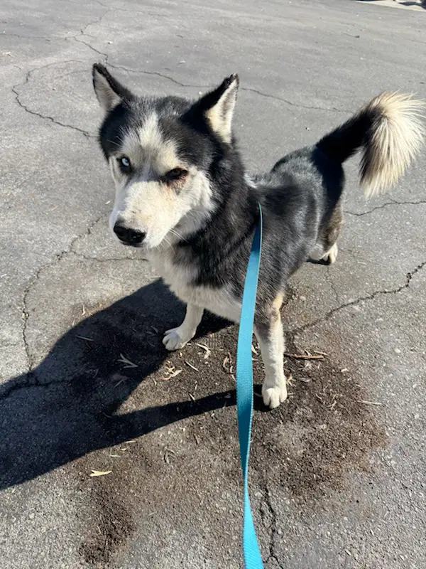 Marty - Husky