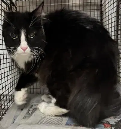 Delilah - Domestic Medium Hair