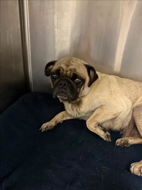 Auden - Pug