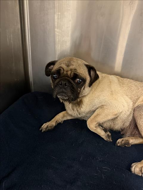 Auden, Pug (medium coat)