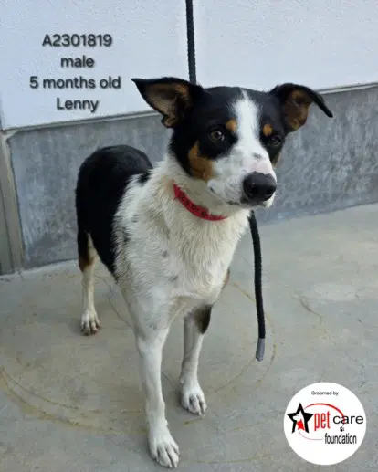 Lenny - Australian Cattle Dog/Blue Heeler