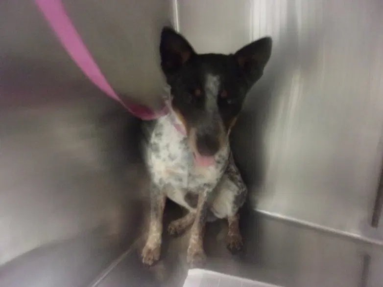 Stanley - Australian Cattle Dog/Blue Heeler