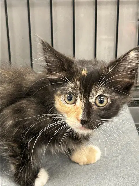 Bianca - Domestic Medium Hair