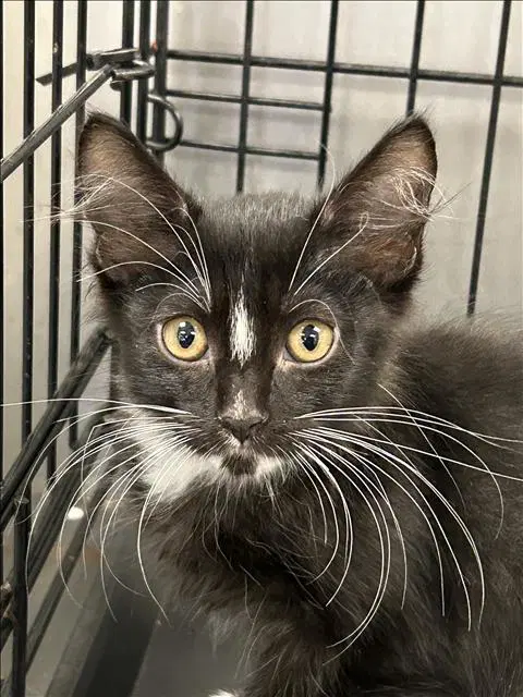 Jj - Domestic Medium Hair