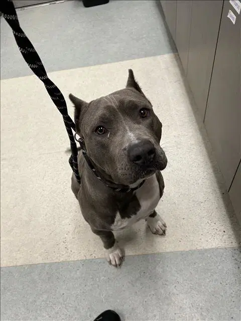 Blu - Pit Bull Terrier