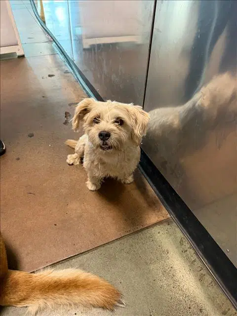 Ryder - Lhasa Apso