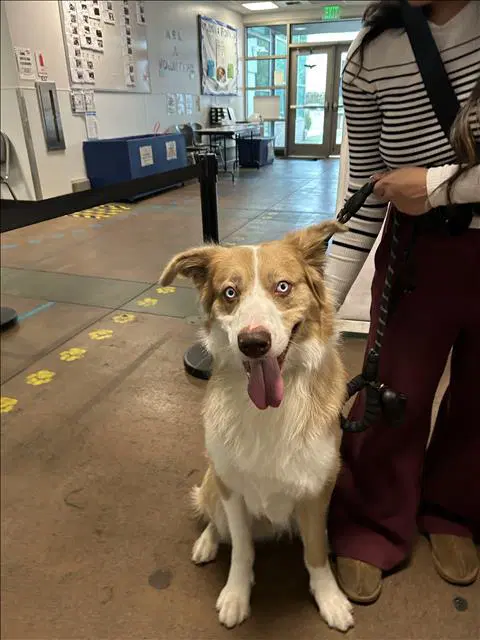 Kenny - Collie