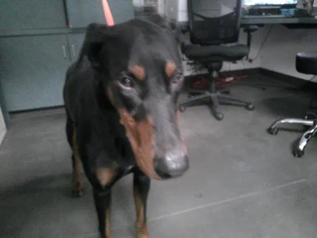 Bruce - Doberman Pinscher