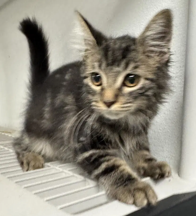 Jasper - Domestic Short Hair