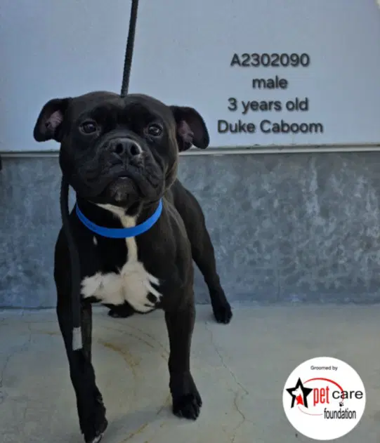 Duke Caboom - Pit Bull Terrier