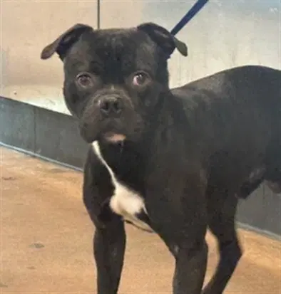Smokey - Staffordshire Bull Terrier