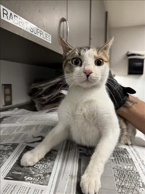 Kattie - Domestic Short Hair