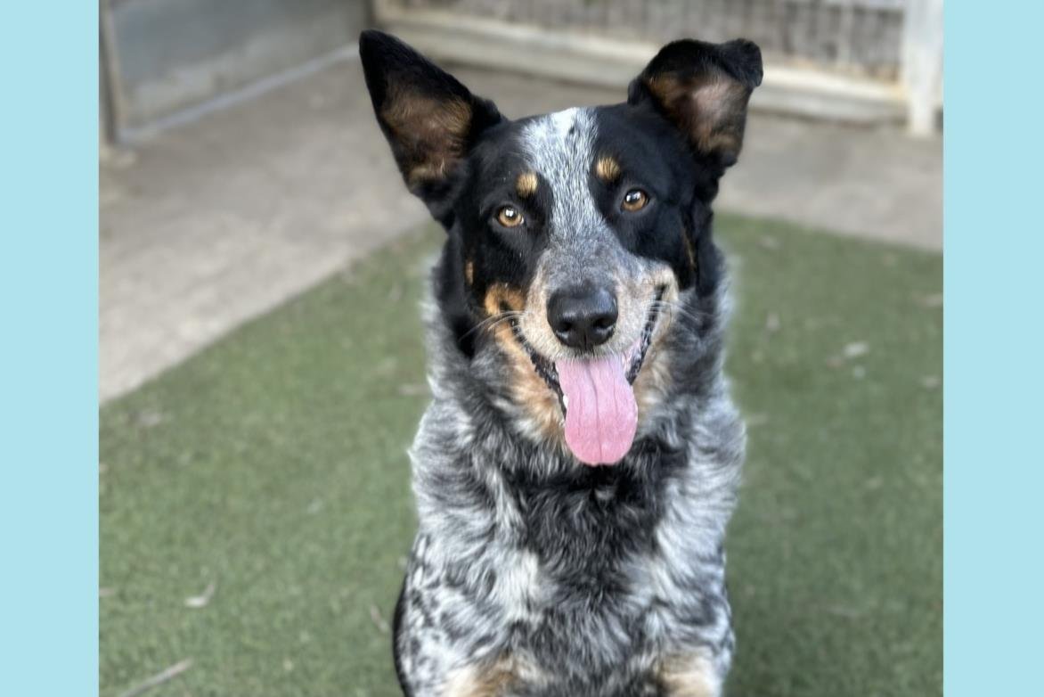 adoptable Dog in San Pedro, CA named KRATOS