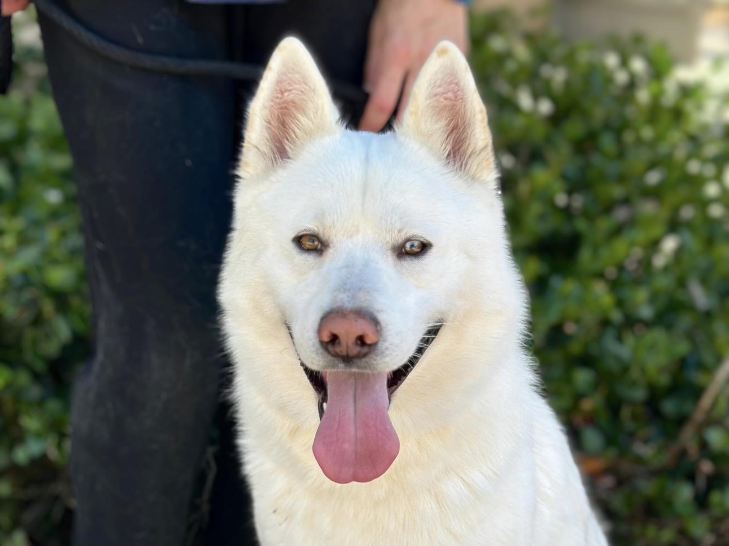 adoptable Dog in San Pedro, CA named NATHAN