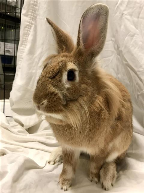 adoptable Rabbit in San Pedro, CA named REESE