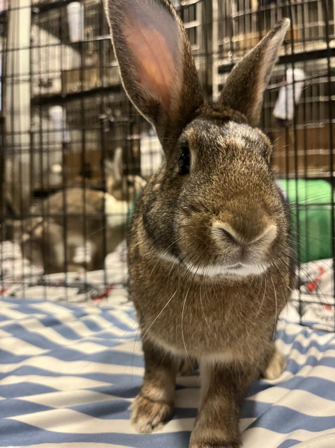 adoptable Rabbit in San Pedro, CA named JACK LONDON