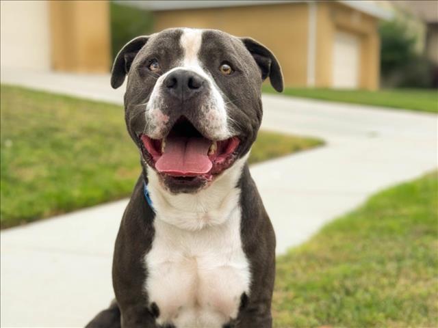 adoptable Dog in San Pedro, CA named CHUCKY