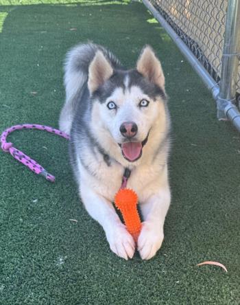 adoptable Dog in San Pedro, CA named TRACY