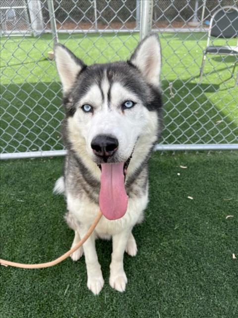 adoptable Dog in San Pedro, CA named JOSH