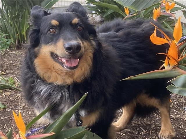 adoptable Dog in San Pedro, CA named BUD