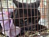 adoptable Cat in san pedro, CA named A2131289