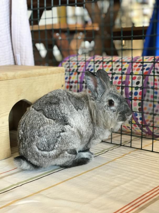 adoptable Rabbit in San Pedro, CA named PUFF